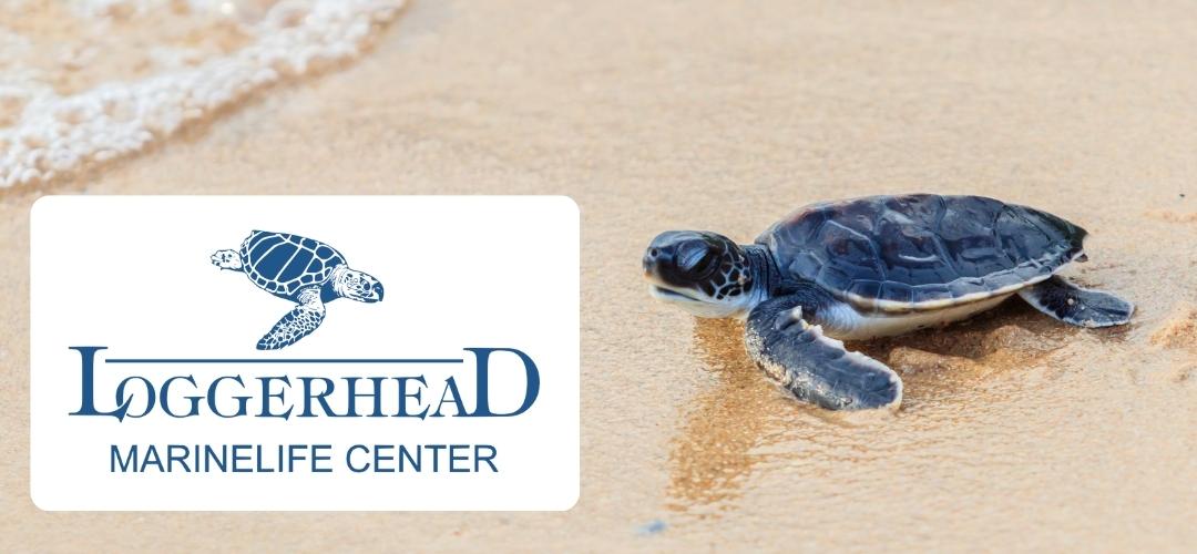 LoggerHead Marinelife Center (Donation)