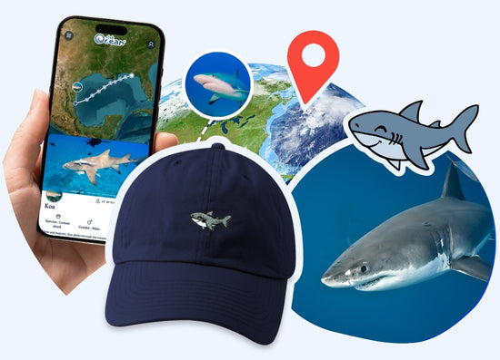 Shark Adoption Cap