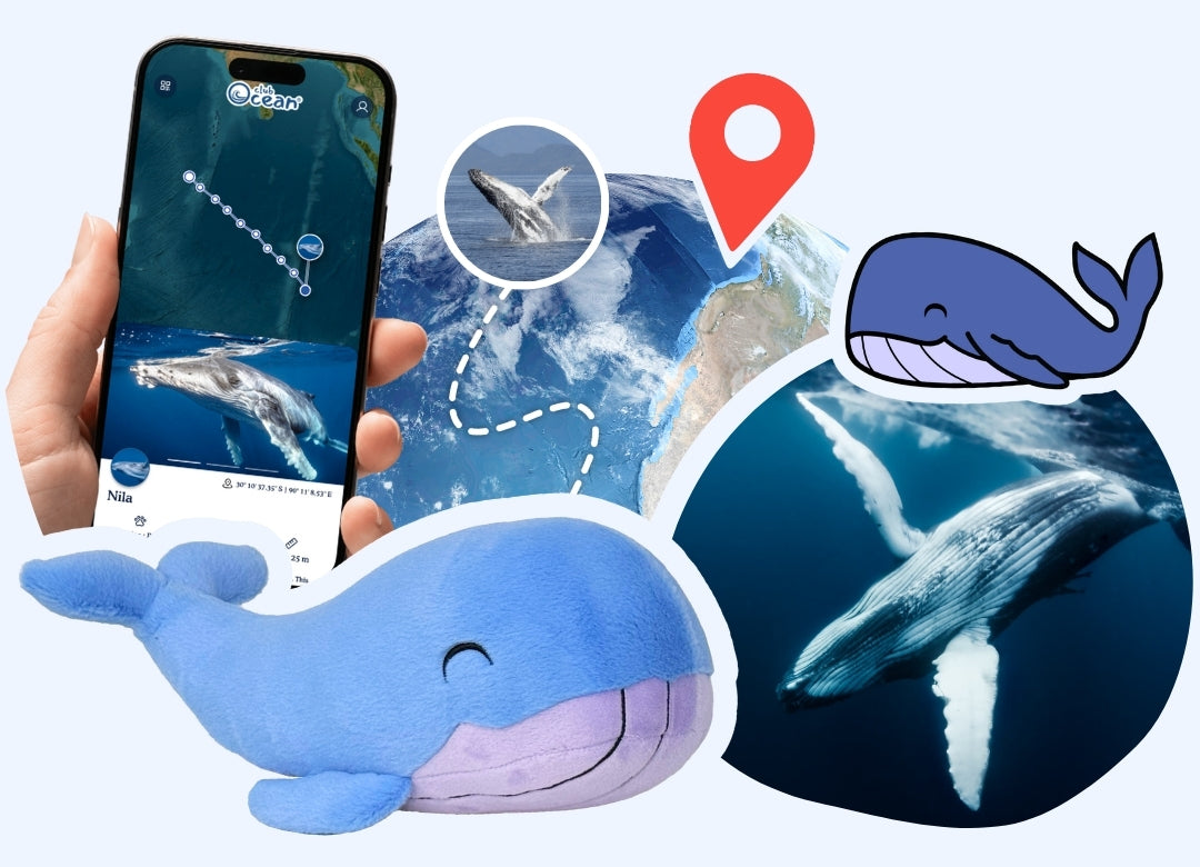 Whale Adoption Plushie