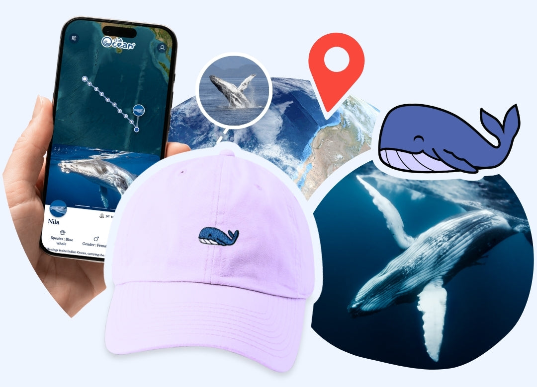 Whale Adoption Cap