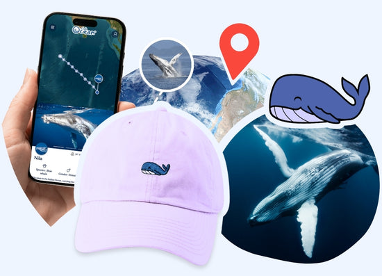 Whale Adoption Cap