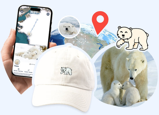 Polar Bear Adoption Cap