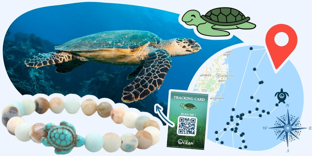 Turtle Tracking Bracelet