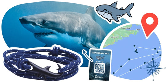 Shark Tracking Bracelet