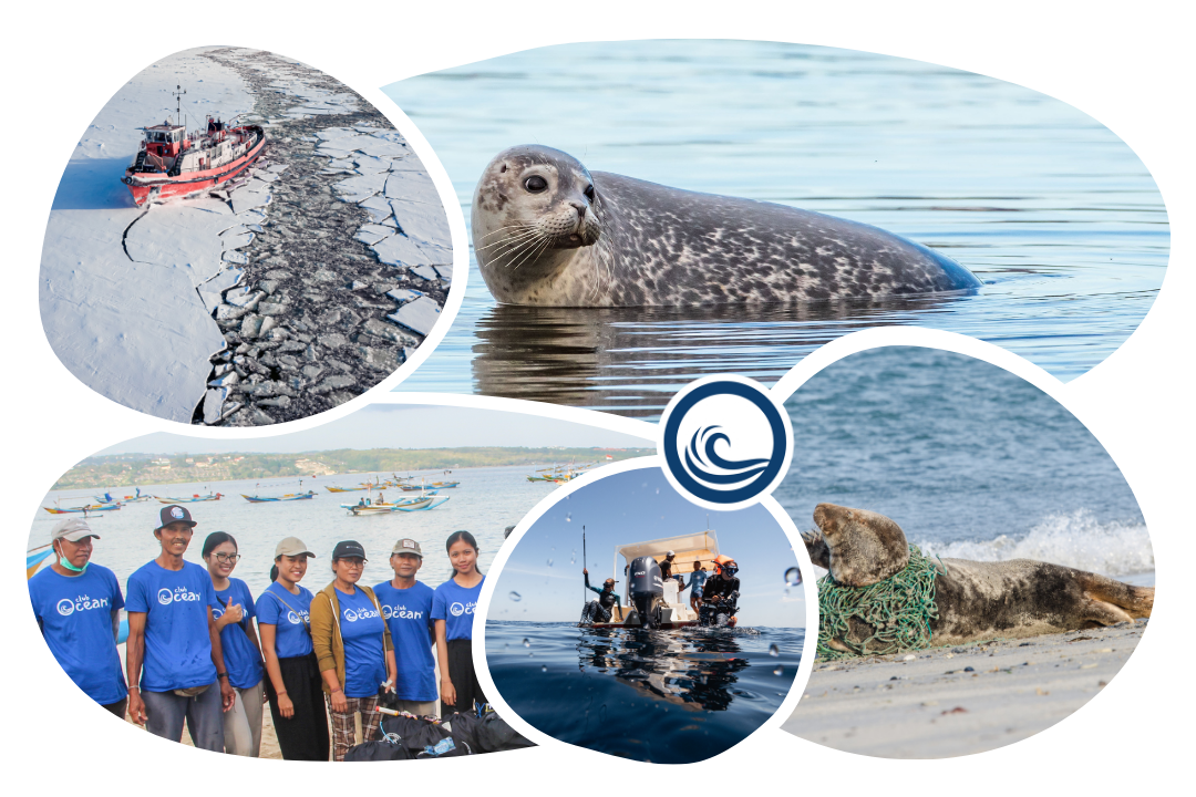 Seal Adoption Cap