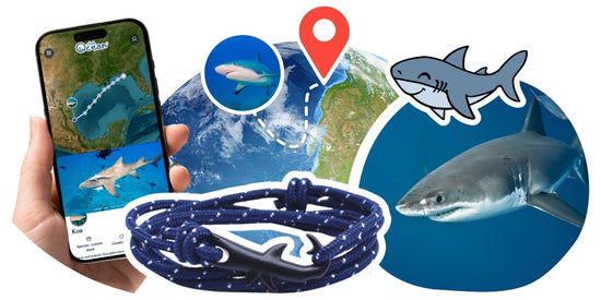 Shark Tracking Bracelet