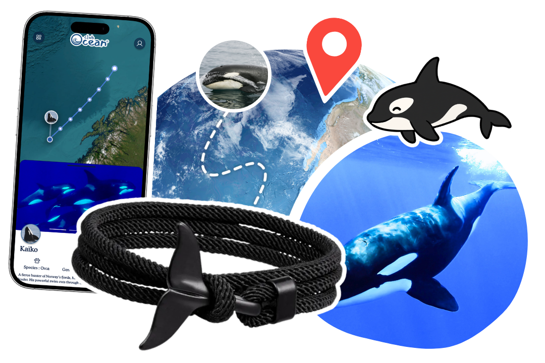 Orca Tracking Bracelet