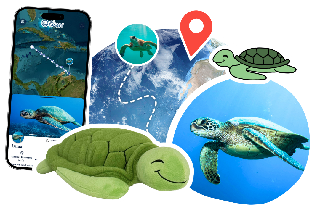 Turtle Adoption Plushie