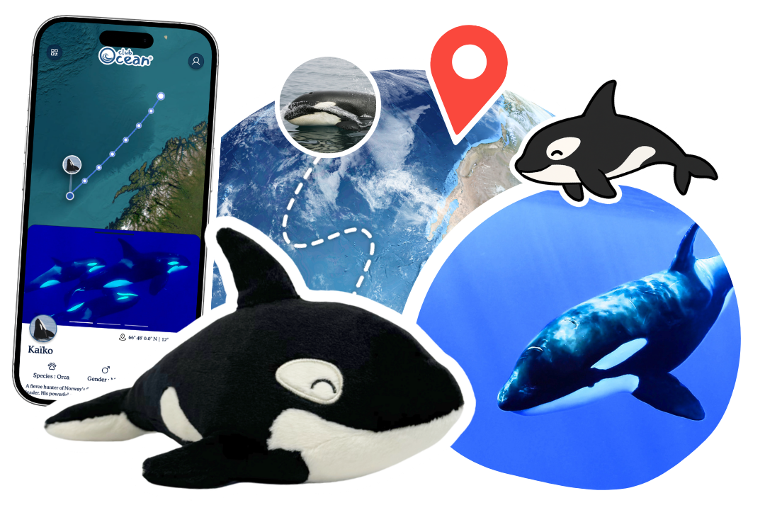 Orca Adoption Plushie