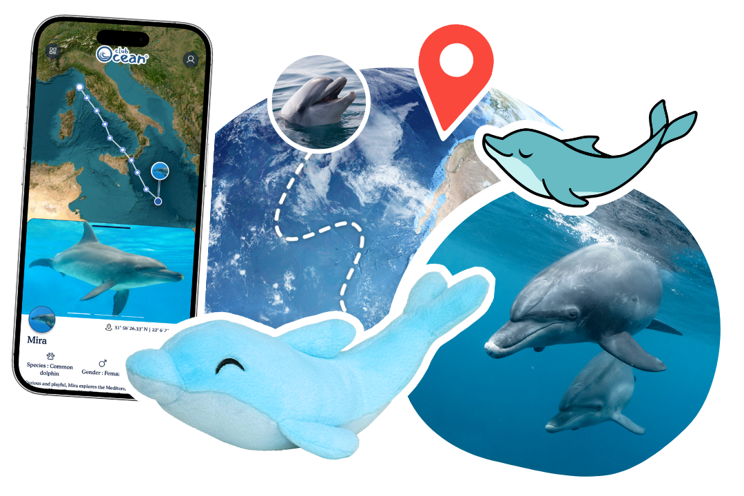 Dolphin Adoption Plushie