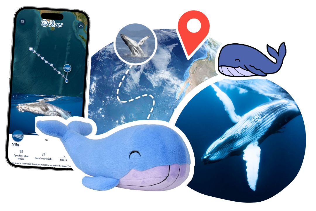 Whale Plushie