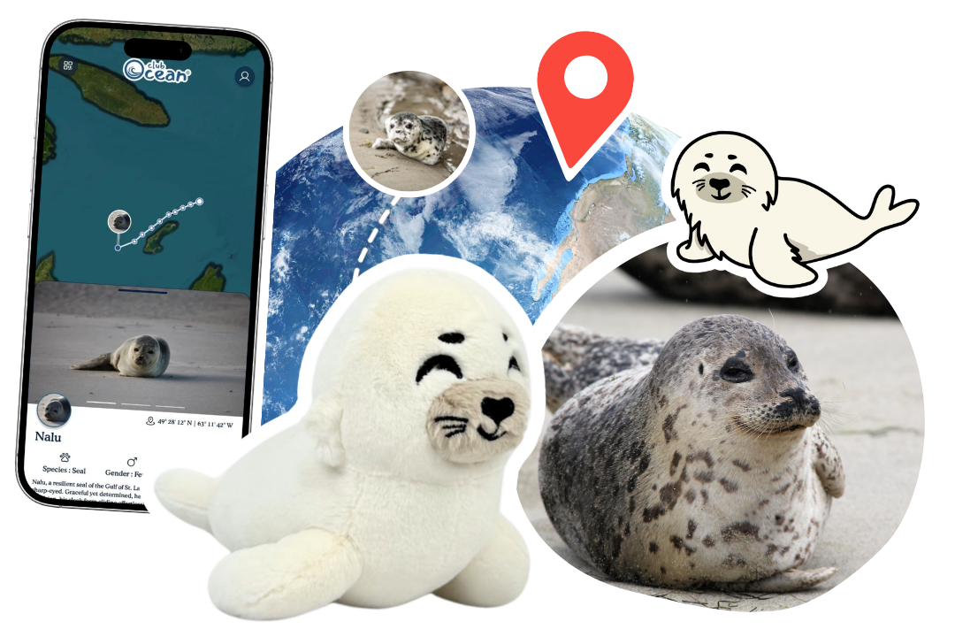 Seal Plushie