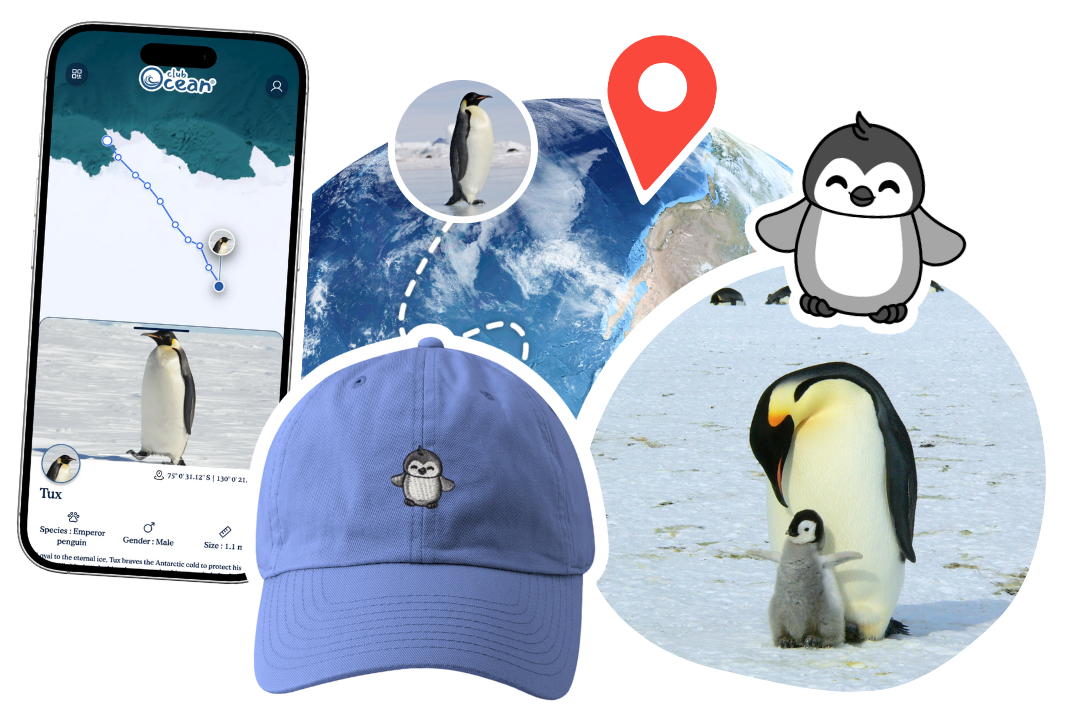 Penguin Adoption Cap