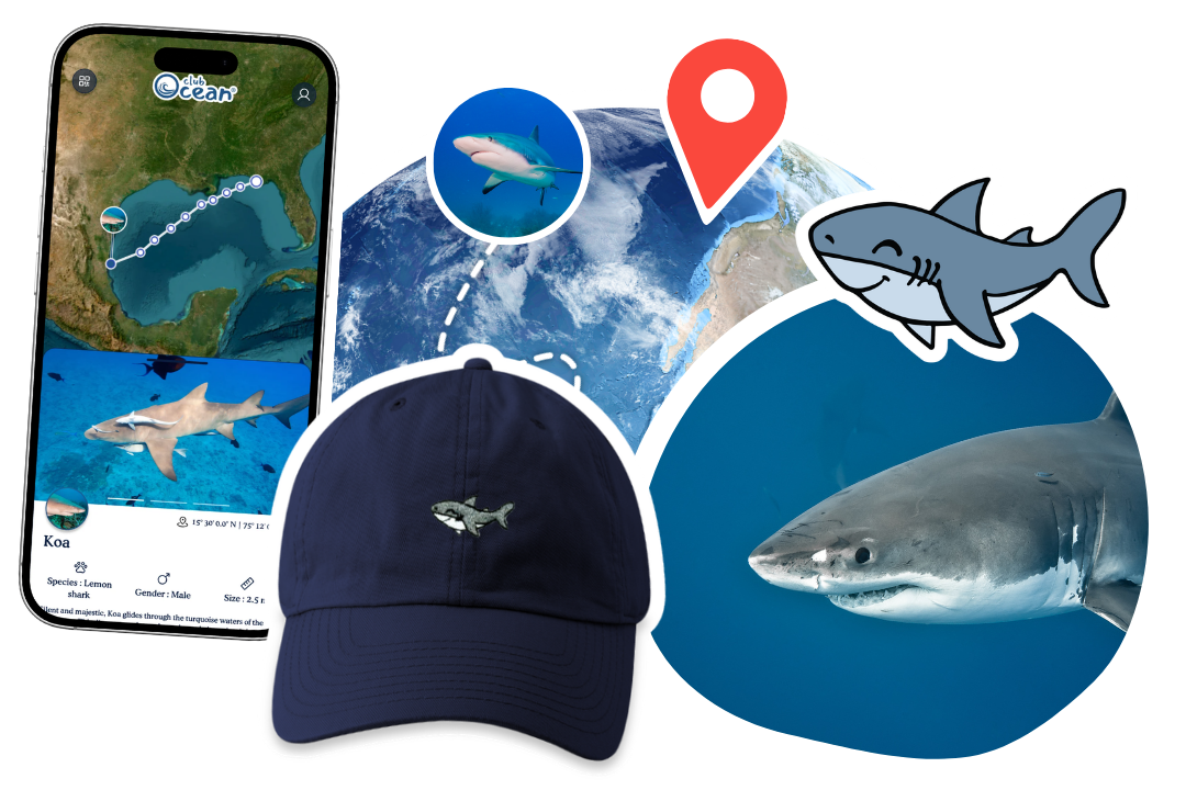 Shark Adoption Cap