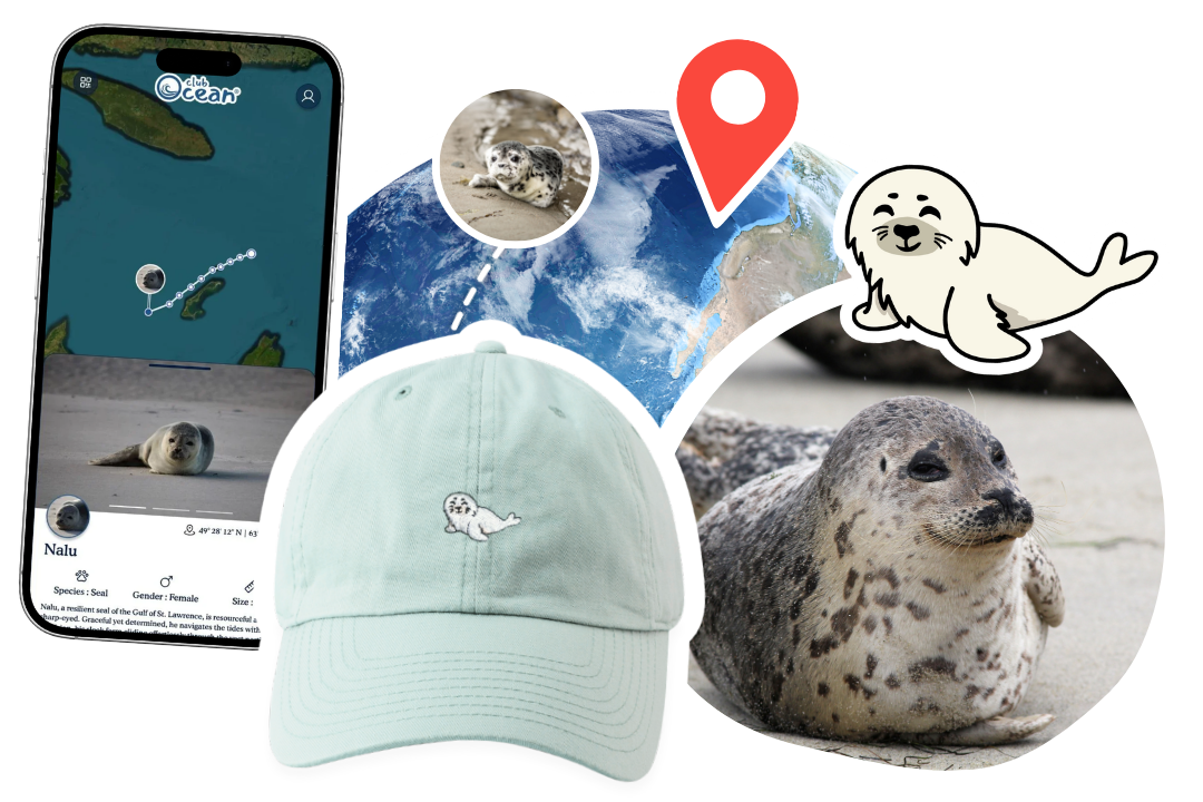 Seal Adoption Cap