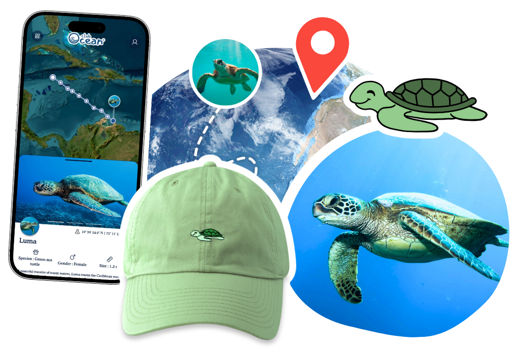 Turtle Adoption Cap