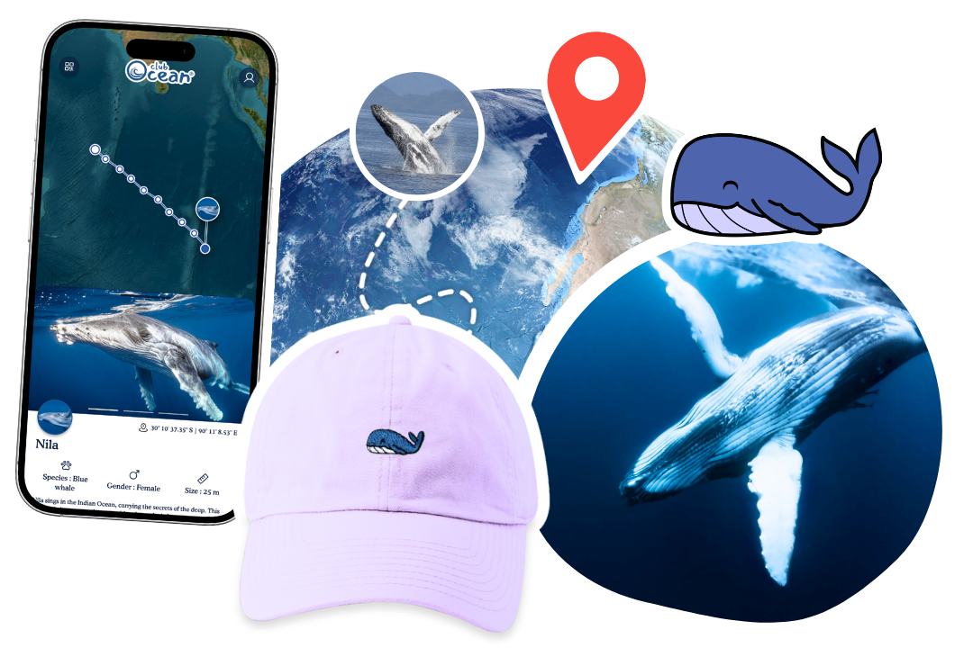 Whale Adoption Cap