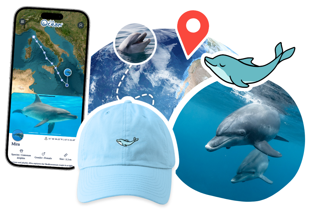 Dolphin Adoption Cap