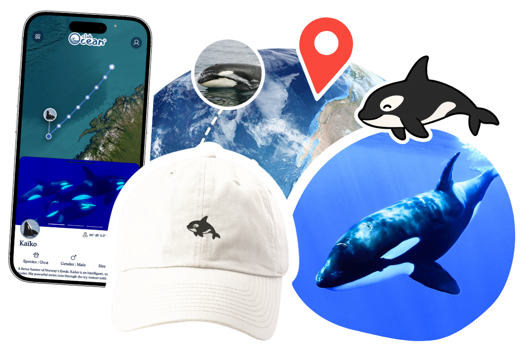 Orca Adoption Cap