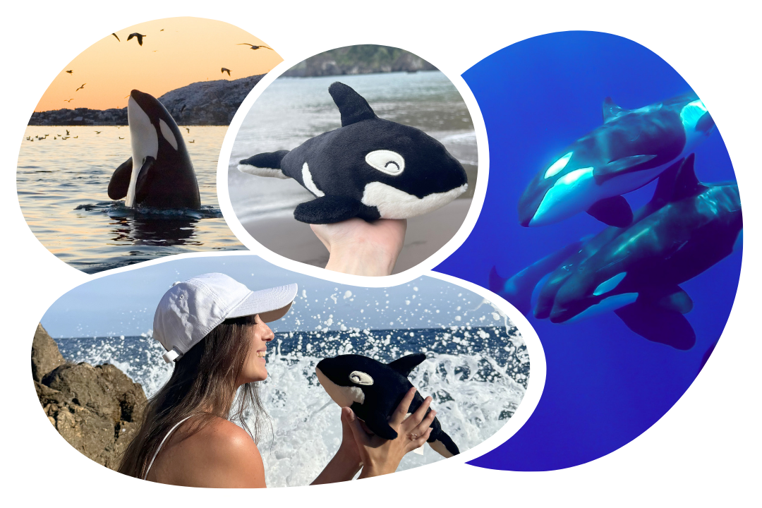 Orca Adoption Plushie
