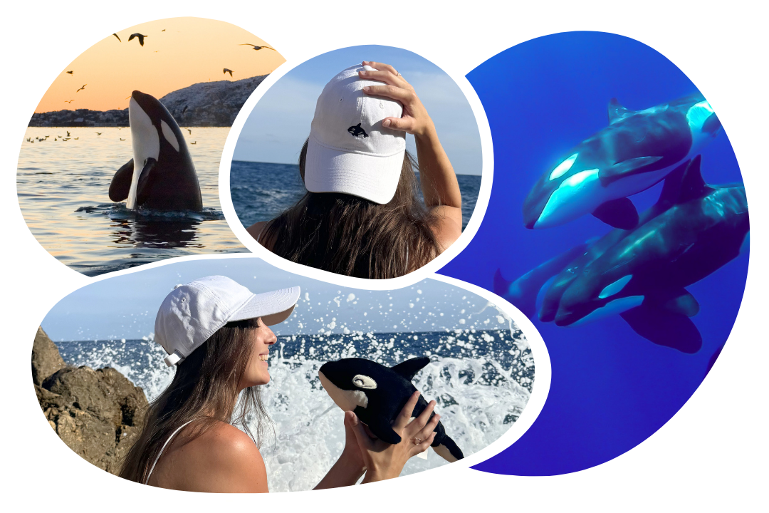 Orca Adoption Cap