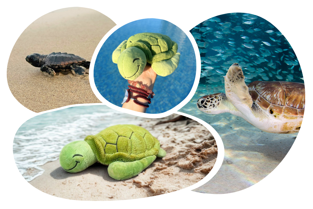 Turtle Adoption Plushie
