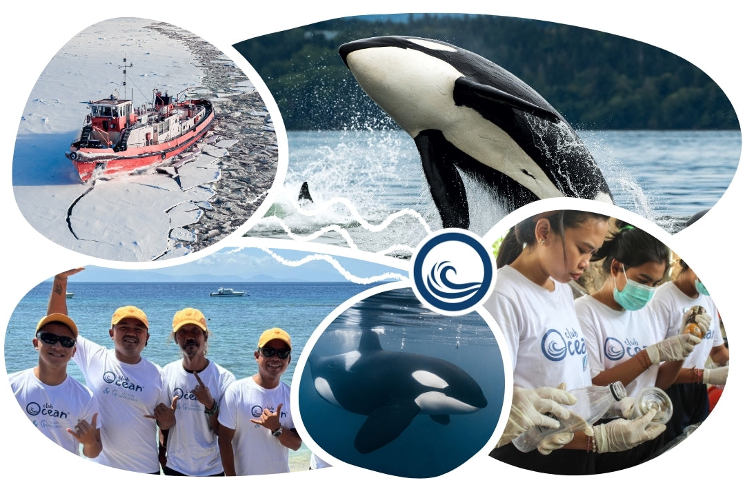 Orca Adoption Cap