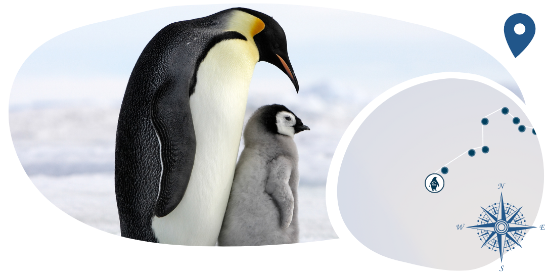 Penguin Tracking Bracelet