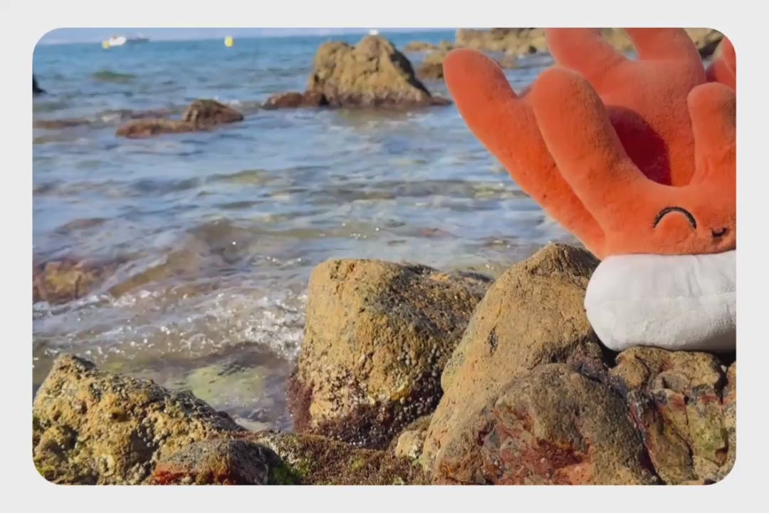 Load and play video in Gallery viewer, Coral Adoption Plushie

